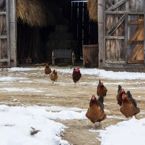 Chickens walking in the snow near a barn with hay and wooden doors in the background.