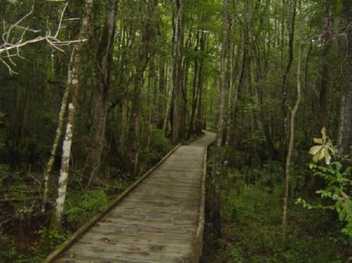 A wooden boardwalk winding through a lush, green forest with tall trees and dense foliage.