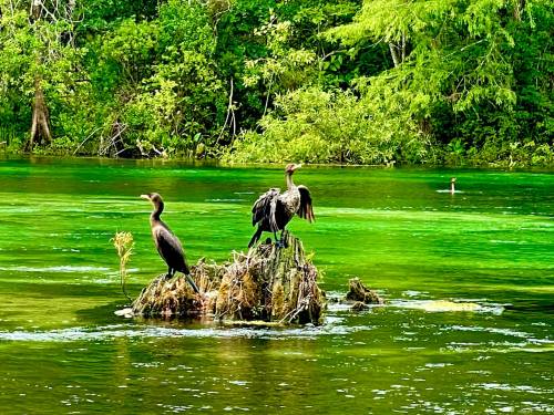 Two cormorants perched on a rocky outcrop in a vibrant green river surrounded by lush greenery.