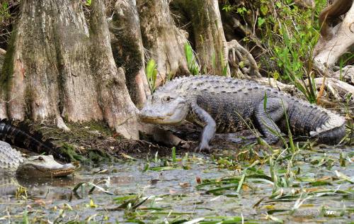 A crocodile resting near water, surrounded by vegetation and tree roots in a natural habitat.