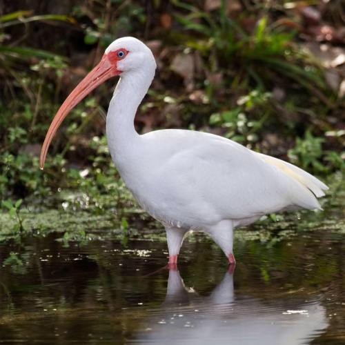A white bird with a long orange beak stands near the water, surrounded by greenery.