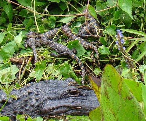 A close-up of a crocodile resting among green foliage, with several small frogs nearby.