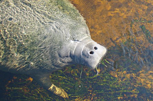 A close-up of a turtle's head partially submerged in clear water, surrounded by aquatic plants.