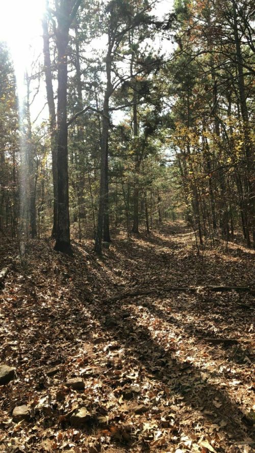 A sunlit forest path surrounded by trees and fallen leaves, creating a serene autumn atmosphere.