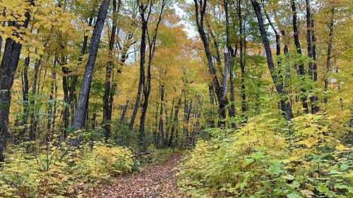 A serene forest path lined with trees displaying vibrant autumn foliage in shades of yellow and green.