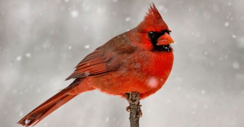 A vibrant red cardinal perched on a branch, surrounded by falling snowflakes.