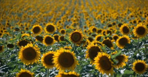 A vast field of bright yellow sunflowers stretching towards the horizon under a clear blue sky.