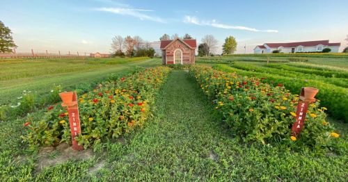 A vibrant flower garden with a path leading to a small building, surrounded by green fields and trees under a clear sky.