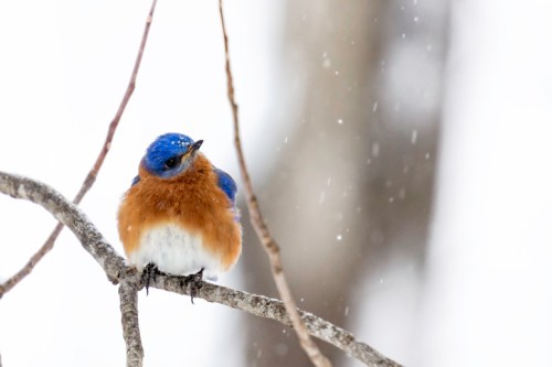 A small bird with a blue head and orange-brown chest perched on a branch, surrounded by falling snow.