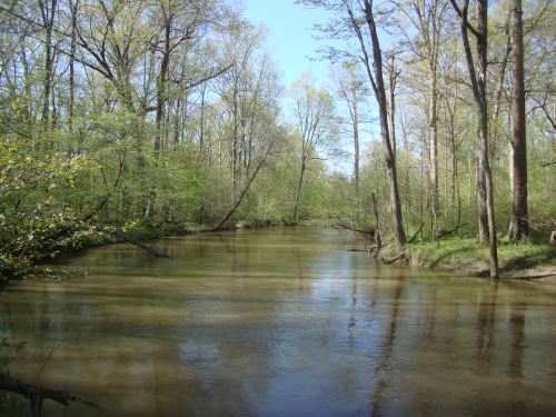 A serene river flows through a lush green forest, with trees reflecting in the calm water under a clear blue sky.