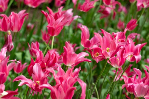 A vibrant field of pink tulips in full bloom, surrounded by lush green leaves.