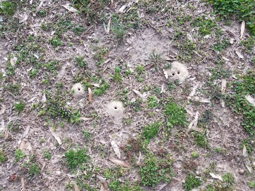 Three small, circular holes in a patch of dirt and grass, surrounded by scattered leaves and greenery.