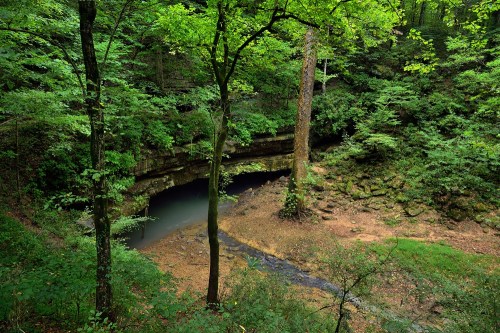 A serene forest scene featuring lush green trees surrounding a rocky area with a small stream and a cave entrance.
