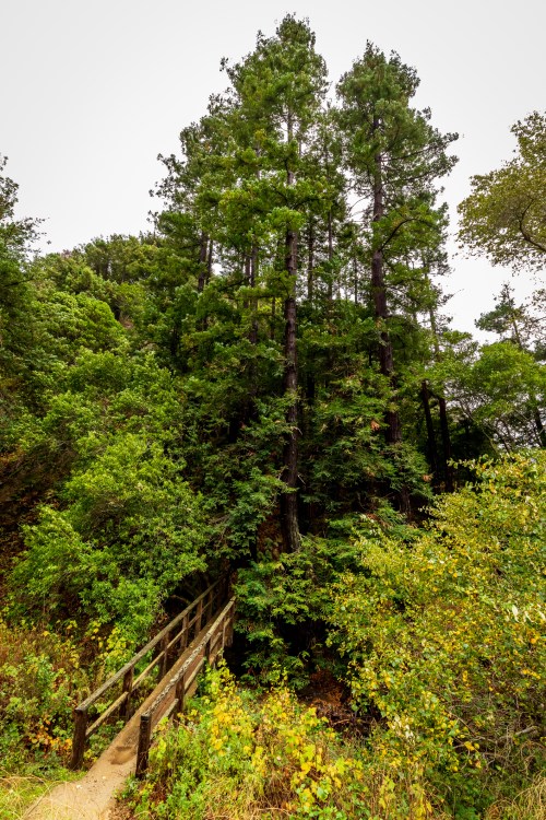 A wooden bridge leads into a dense forest of tall green trees and lush foliage.
