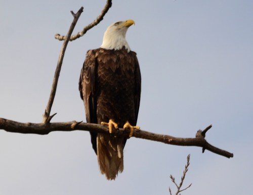 A bald eagle perched on a branch, facing away, with a clear sky in the background.