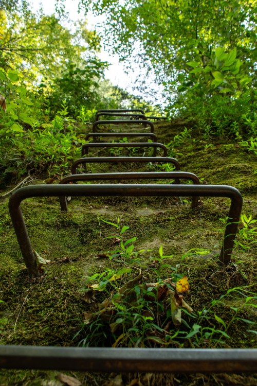 A moss-covered slope with metal rungs leading upward, surrounded by lush green foliage and trees.