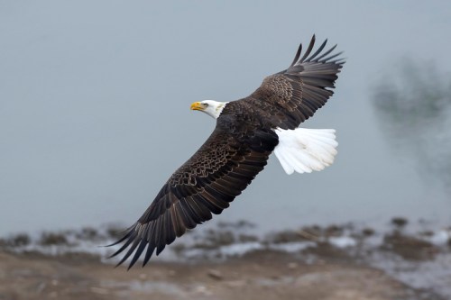 A bald eagle soaring gracefully over a calm body of water, showcasing its impressive wingspan.