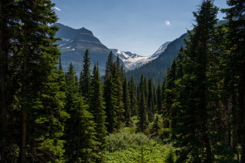 A lush forest of tall pine trees with snow-capped mountains in the background under a clear blue sky.