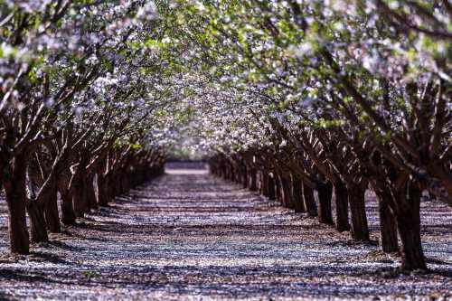 A serene pathway lined with blooming trees, creating a picturesque tunnel of flowers and soft shadows.