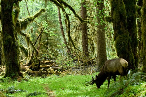 A deer grazes in a lush, green forest surrounded by moss-covered trees and dense foliage.