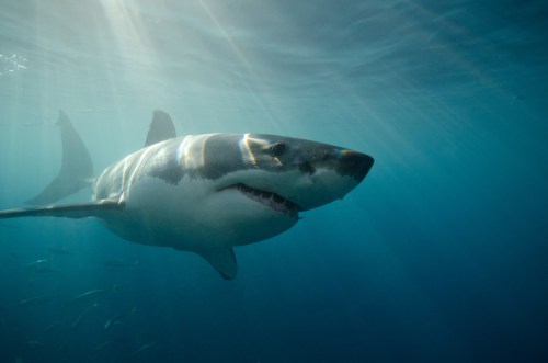 A great white shark swims gracefully underwater, illuminated by sunlight filtering through the surface.