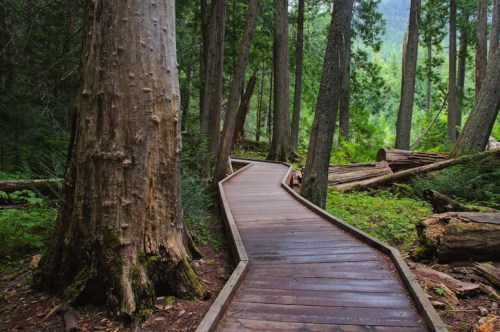 A wooden boardwalk winding through a lush green forest with tall trees and fallen logs.