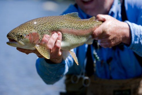 A person holding a large rainbow trout by the water, showcasing its colorful scales and fins.