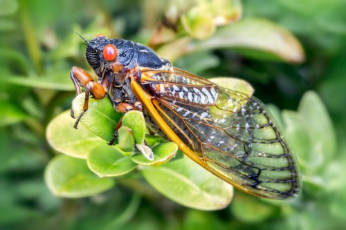 Close-up of a cicada perched on green leaves, showcasing its detailed wings and vibrant red eyes.