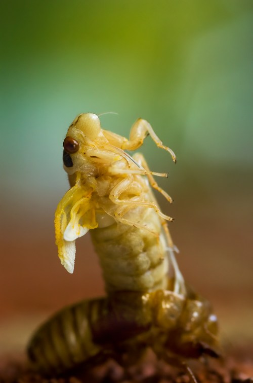 A close-up of a cicada emerging from its exoskeleton, showcasing its delicate wings and body against a blurred background.