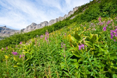 A vibrant hillside covered in green foliage and colorful wildflowers, with rugged mountains in the background under a blue sky.