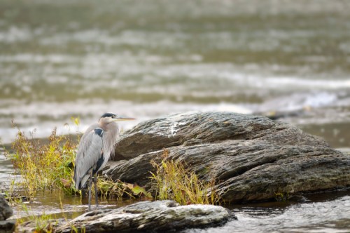 A heron stands on a rock by the water, surrounded by greenery and soft, blurred waves in the background.