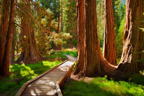 A wooden path winds through a lush forest of tall trees, dappled sunlight filtering through the leaves.