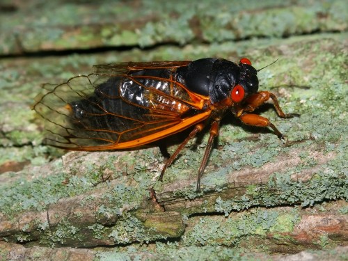 A close-up of a cicada perched on textured bark, showcasing its black body and bright red eyes.