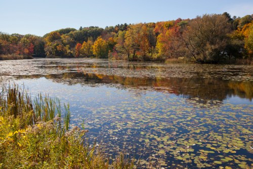 A serene lake surrounded by colorful autumn trees and lily pads, reflecting a clear blue sky.