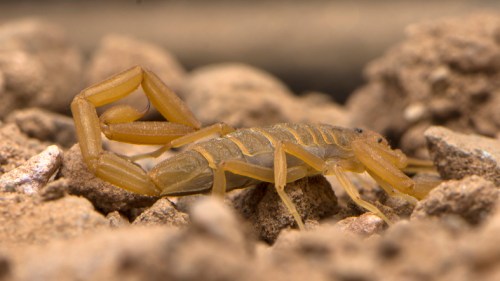 A close-up of a yellow scorpion on a bed of small rocks, showcasing its segmented body and curved tail.