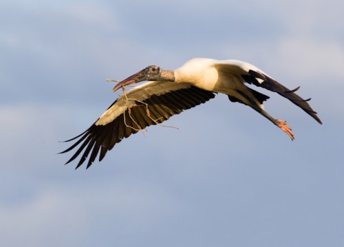A stork in flight, carrying twigs in its beak against a blue sky with clouds.