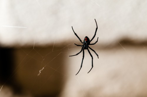 A black spider with a red hourglass marking hangs in its web against a blurred background.