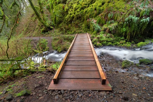 A wooden bridge spans a small stream, surrounded by lush green moss and ferns in a tranquil forest setting.