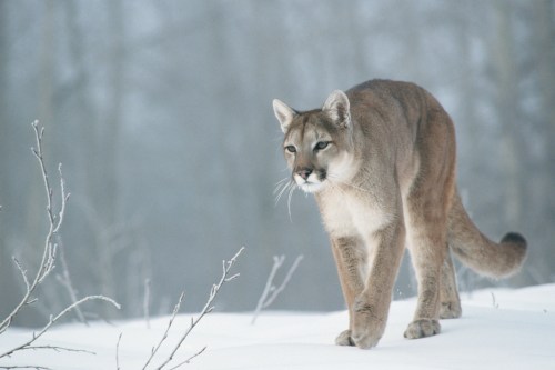 A mountain lion walks through a snowy landscape, surrounded by fog and bare branches.