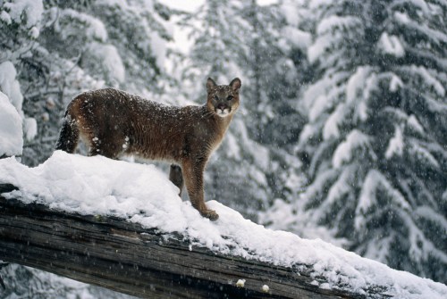 A mountain lion stands on a snow-covered log, surrounded by a snowy forest. Snowflakes are falling around it.