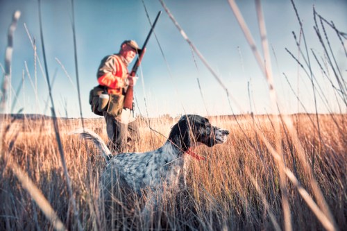 A hunter in an orange vest stands in tall grass with a shotgun, while a hunting dog watches attentively nearby.