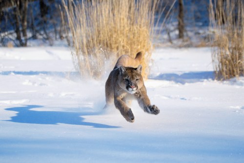 A mountain lion leaps through the snow, kicking up powder as it runs in a winter landscape.