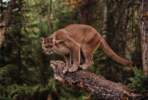 A mountain lion crouches on a log in a forest, surrounded by trees and greenery.
