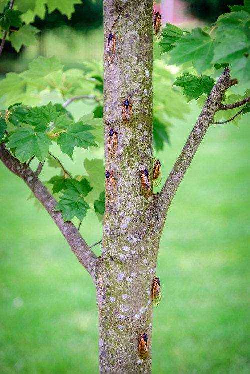 Cicadas clinging to the trunk of a tree, surrounded by green leaves and a grassy background.