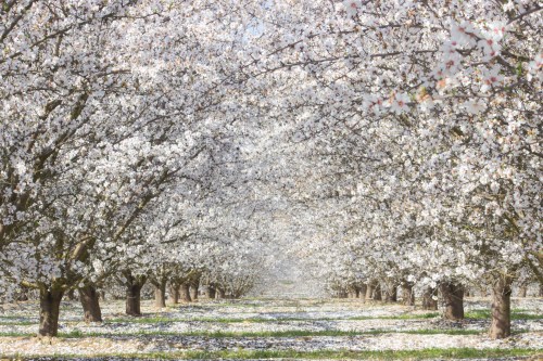 Blossoming trees line a serene path, creating a picturesque scene filled with white flowers and soft sunlight.