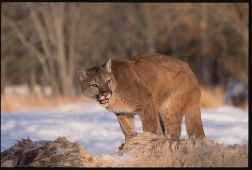 A mountain lion stands on a snowy landscape, licking its lips, with trees in the background.