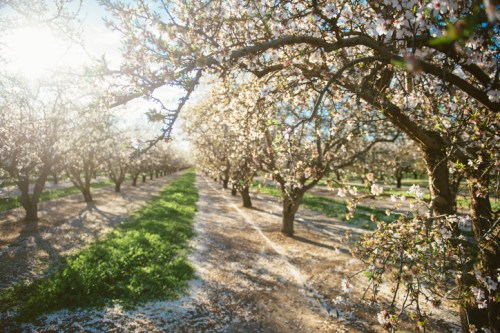 Blossoming almond trees line a sunlit path, with petals scattered on the ground in a serene orchard setting.