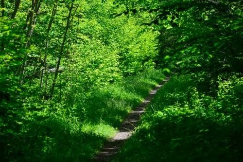 A narrow dirt path winding through a lush, green forest filled with vibrant foliage.