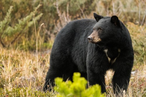 A black bear stands in a grassy area, surrounded by shrubs and trees, looking to the side.