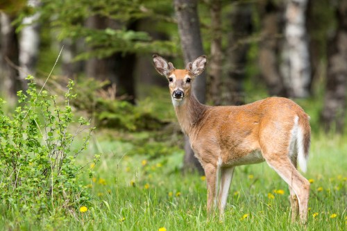 A young deer stands in a grassy area surrounded by trees, looking curiously at the camera.